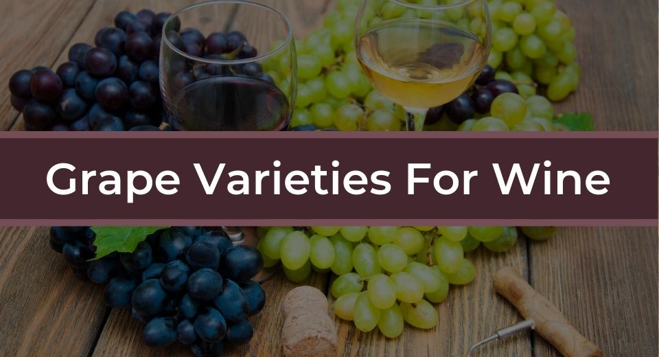 grape varieties for wine