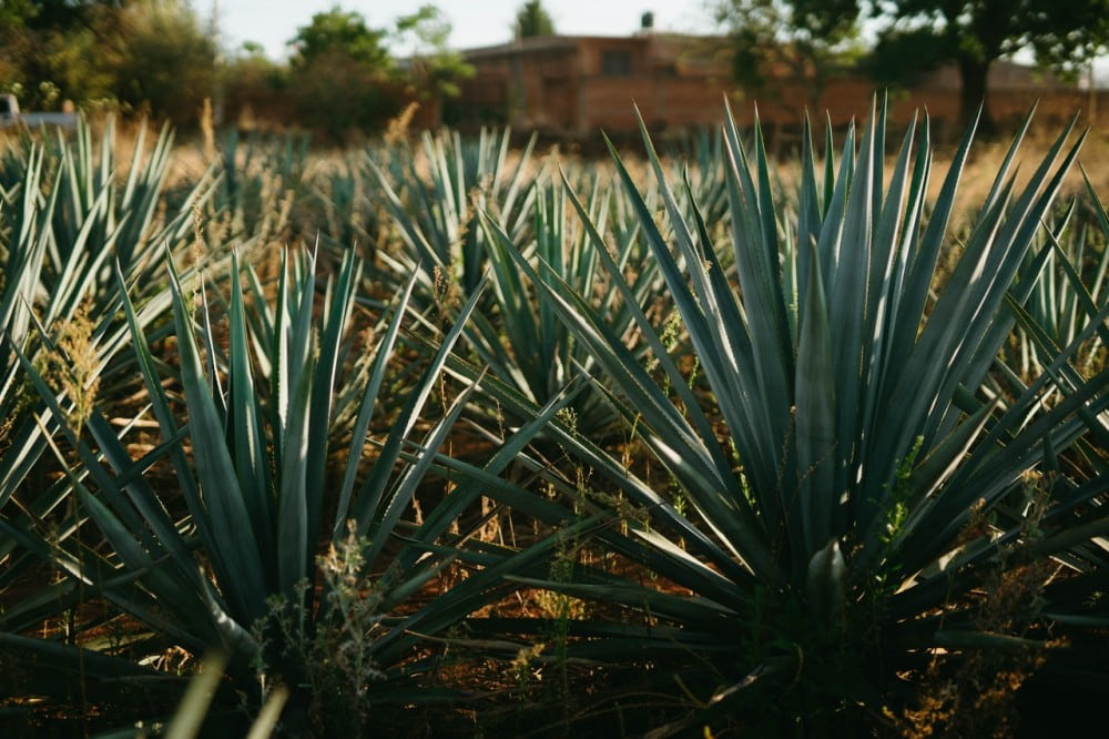 agave-plants