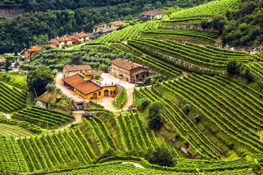 scenic view italian winery grape