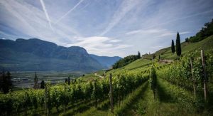 Wines Of Florence