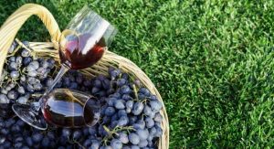 merlot vs pinot noir