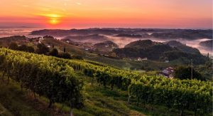 wines of slovenia
