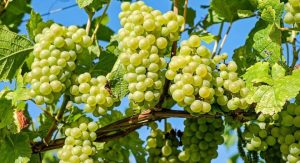 seven wines of margaret river