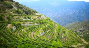 wines of cyprus