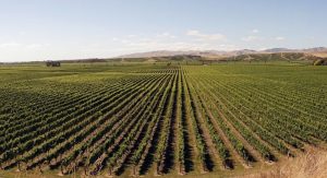 wines of new zealand